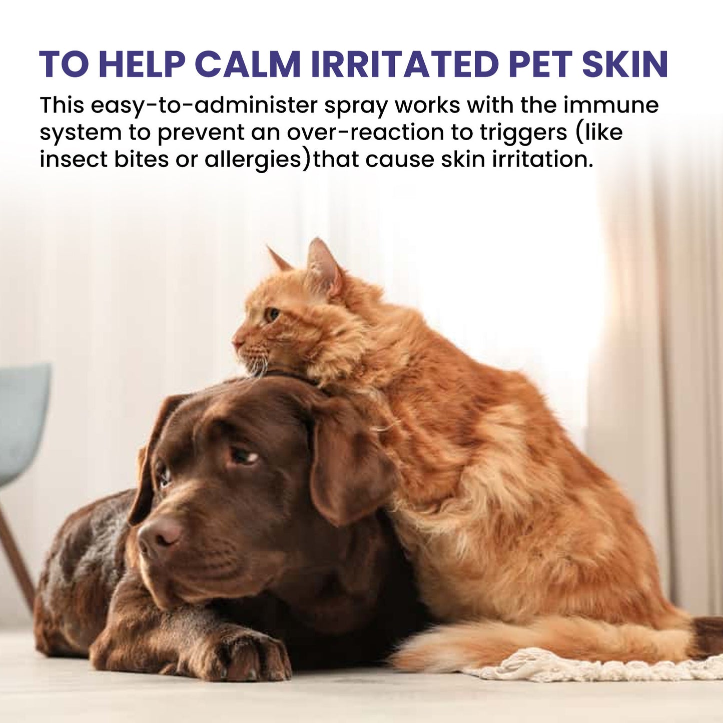 Pet Anti-itching Spray Cleansing And Soothing Skin
